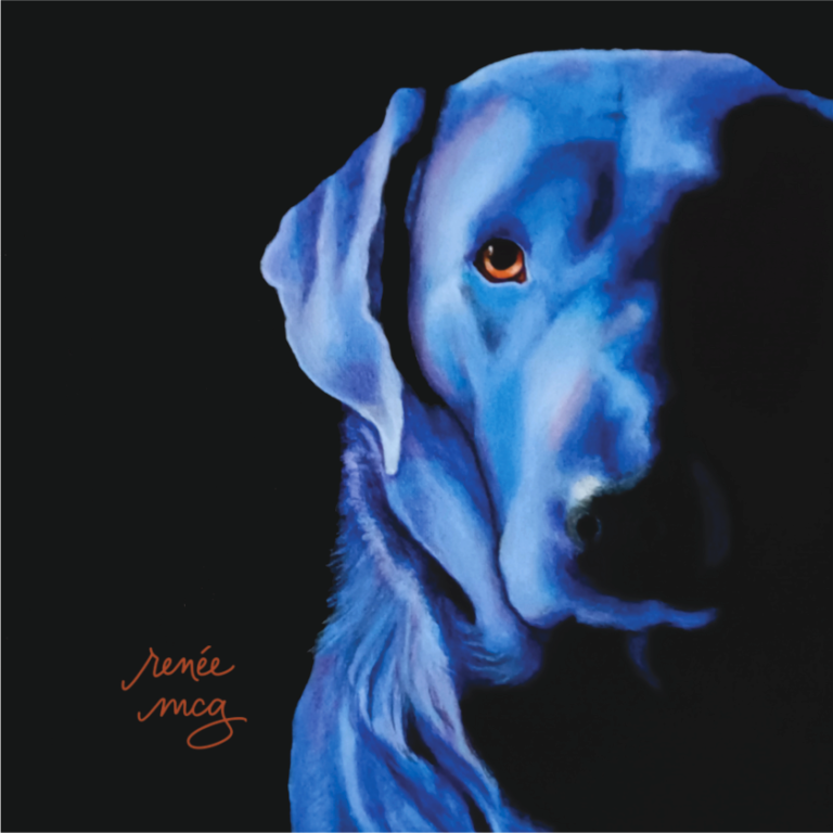 Blue Retriever